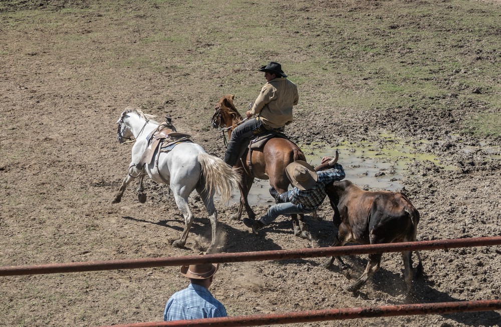 Steer wrestling.<br />Nov. 4, 2016 - Rancho King, Camag�ey, Cuba.